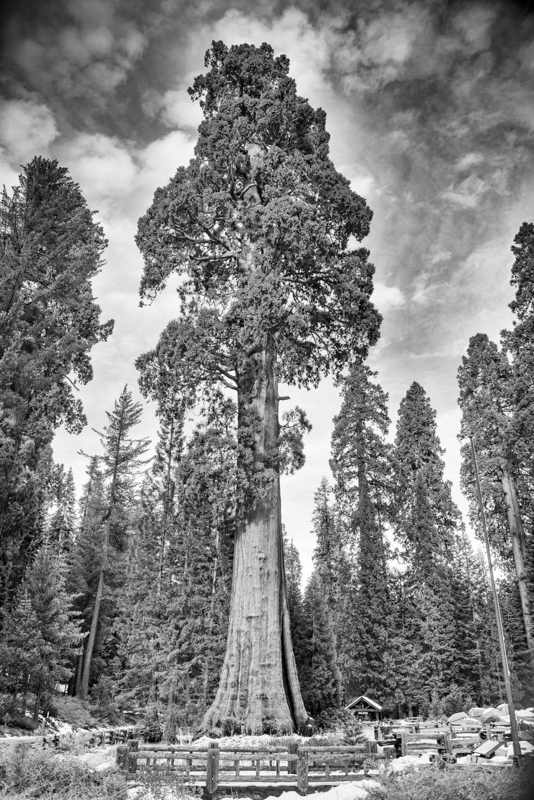 Sequoia National Park