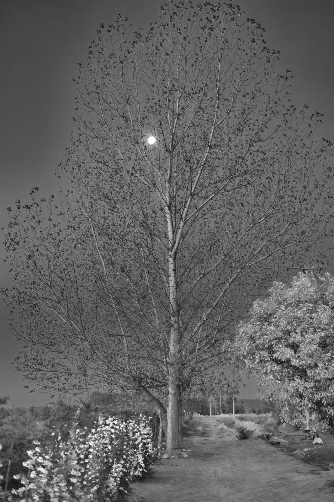 O. Fournier