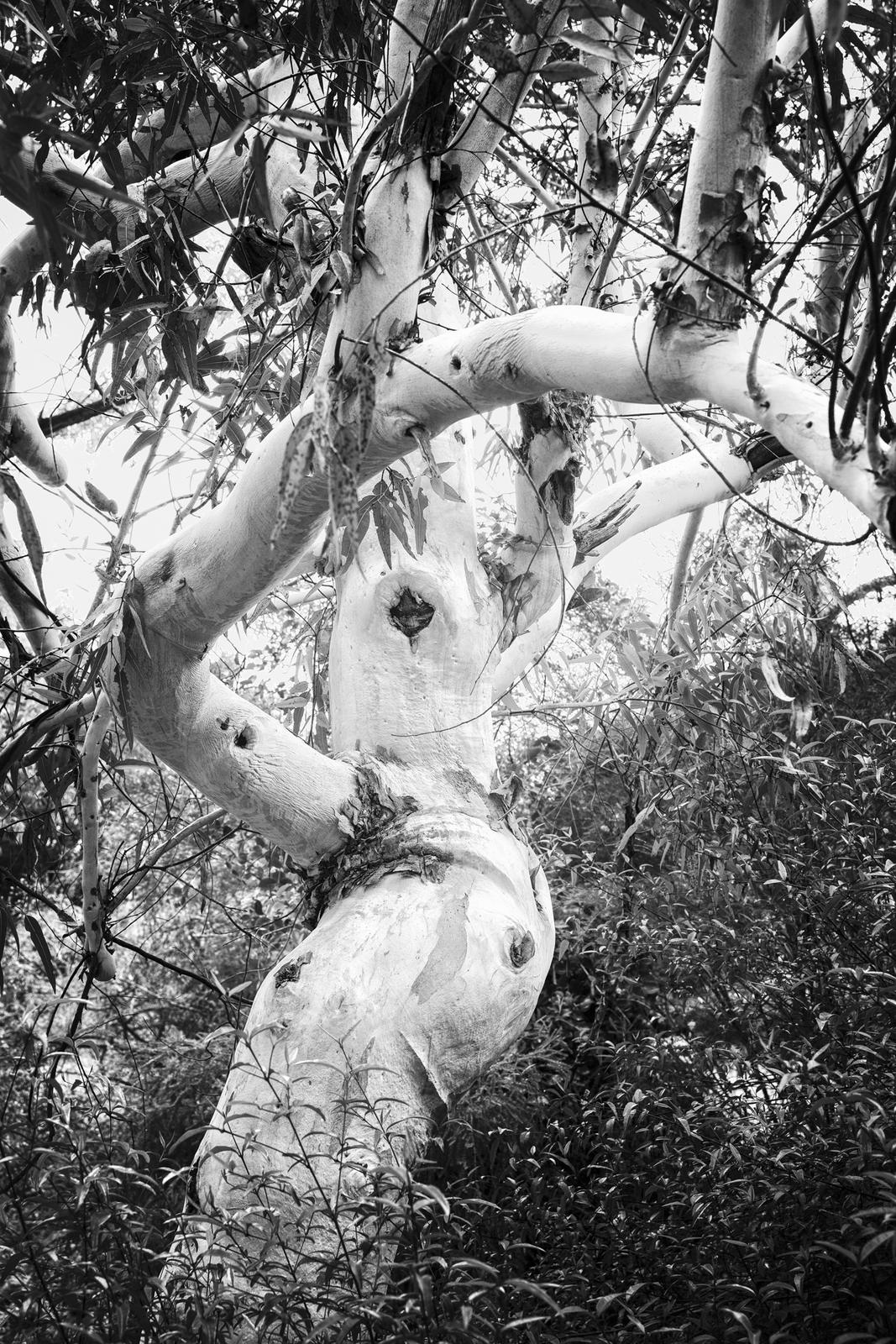 UCSC Arboretum