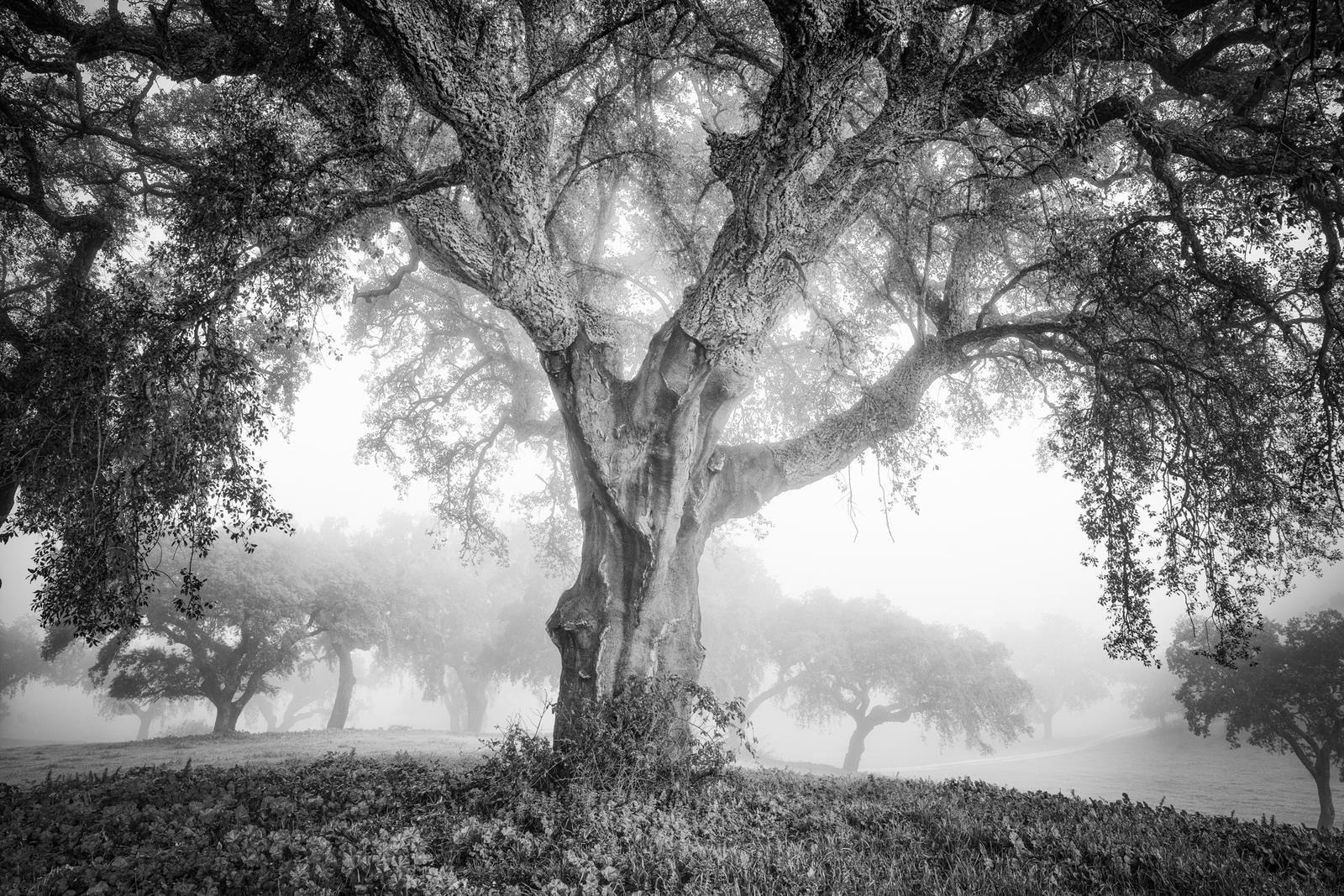 Herdade da Quinta de Sousa