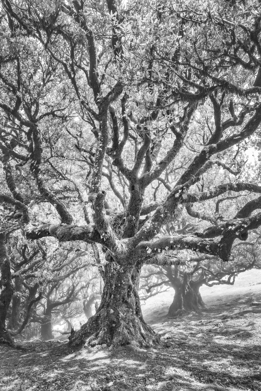 Fanal Forest, Madeira I