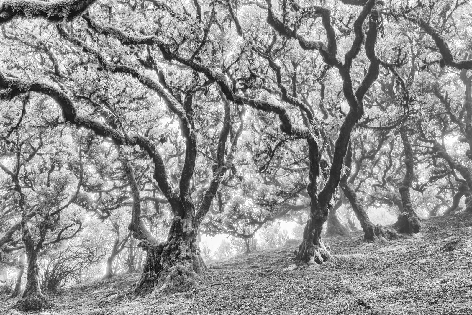 Fanal Forest, Madeira II