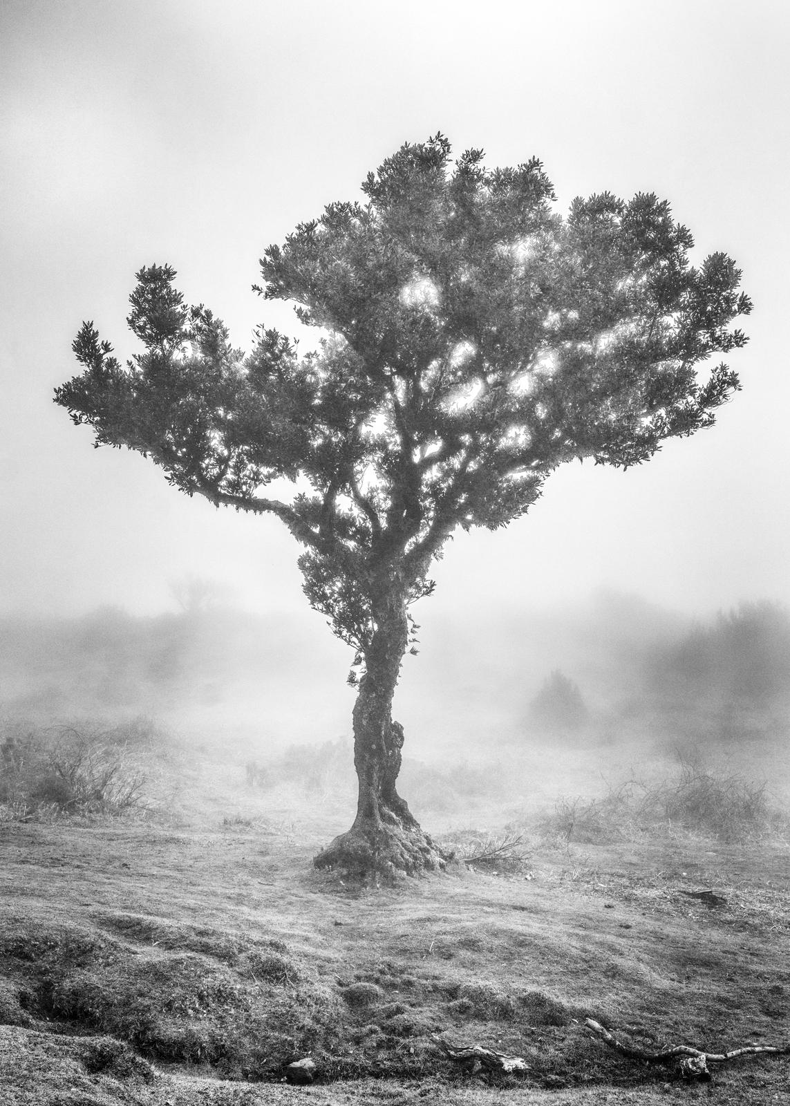 Fanal Forest, Madeira III