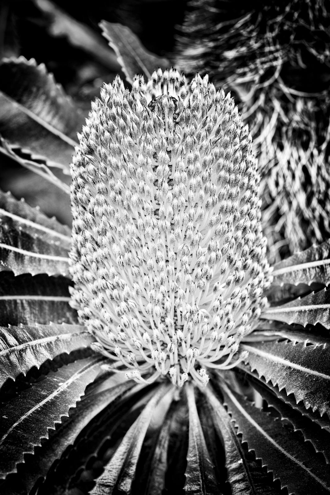 UCSC Arboretum II