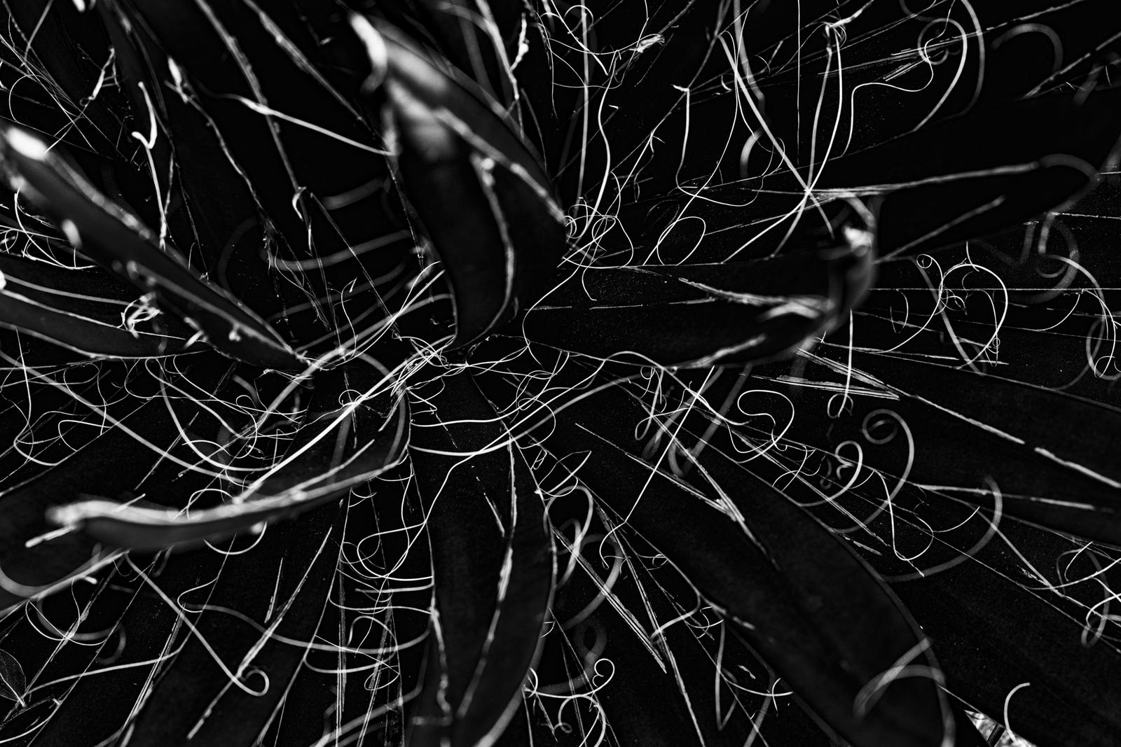 UCSC Arboretum VII