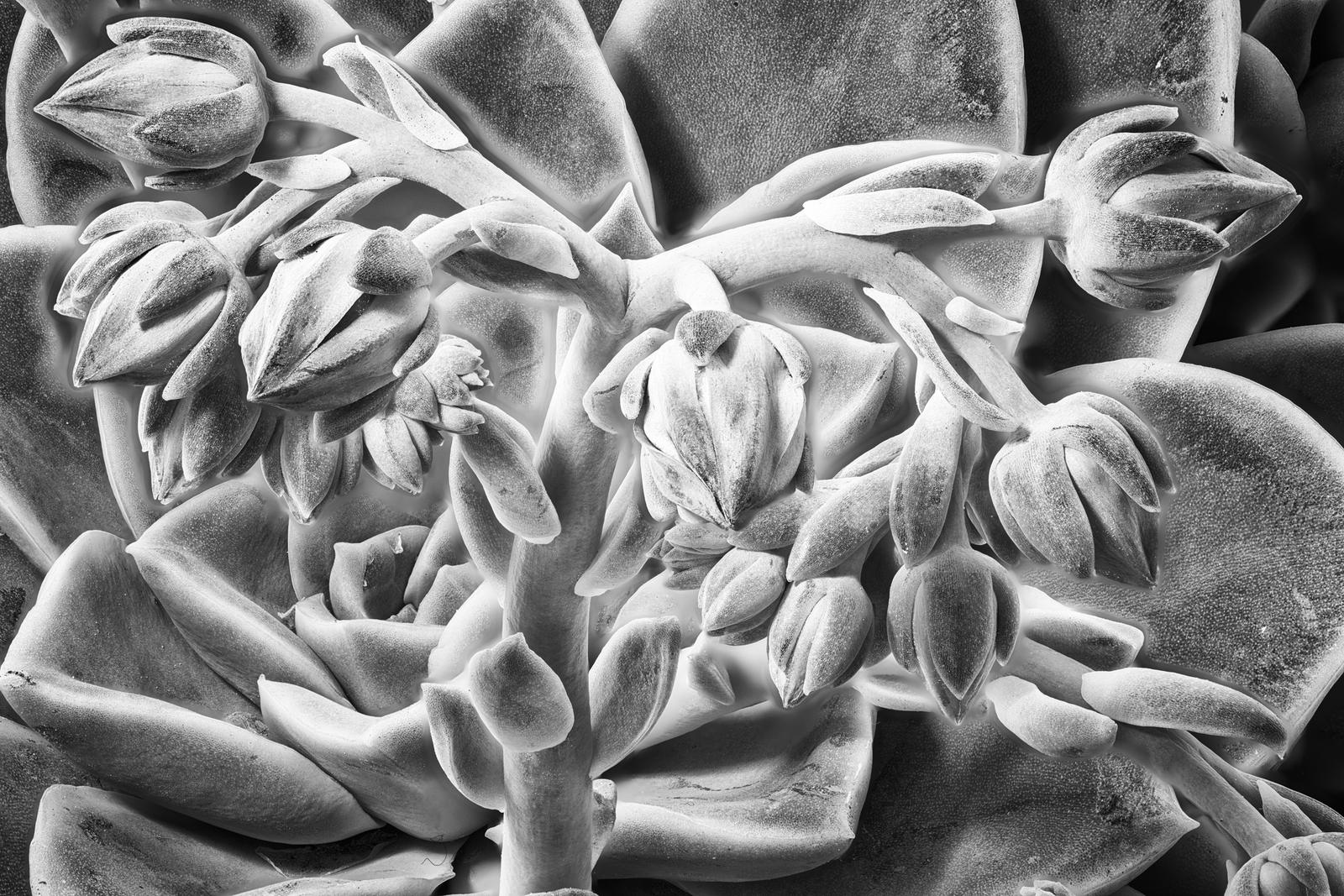 Echeveria gilva III