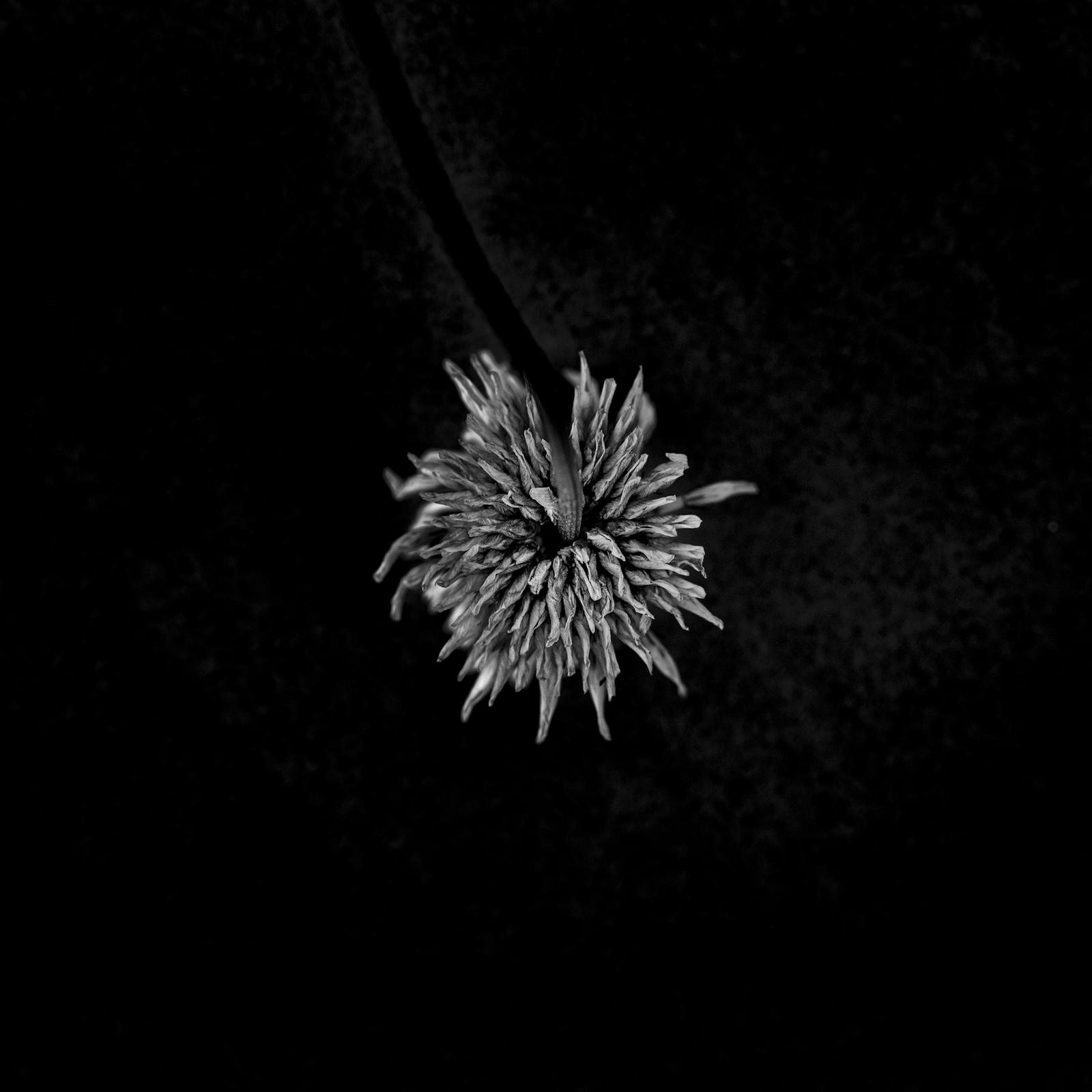 Flowers I