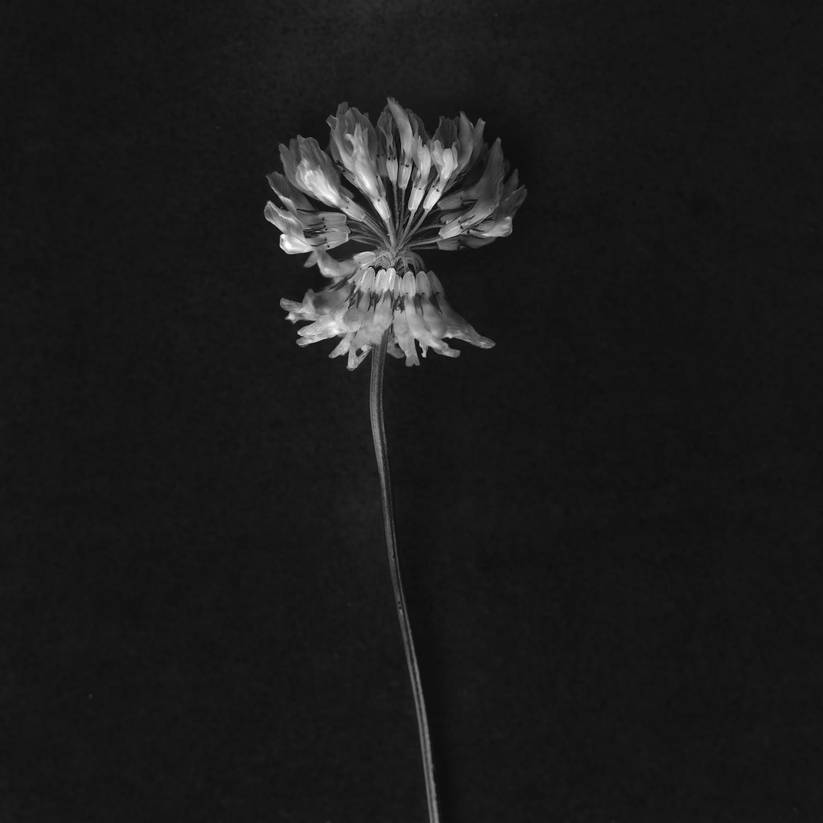 Flowers II